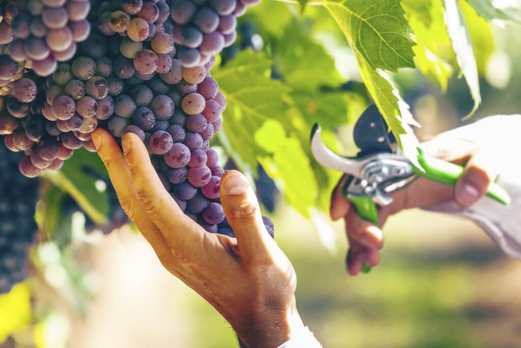 biodistretto_chianti